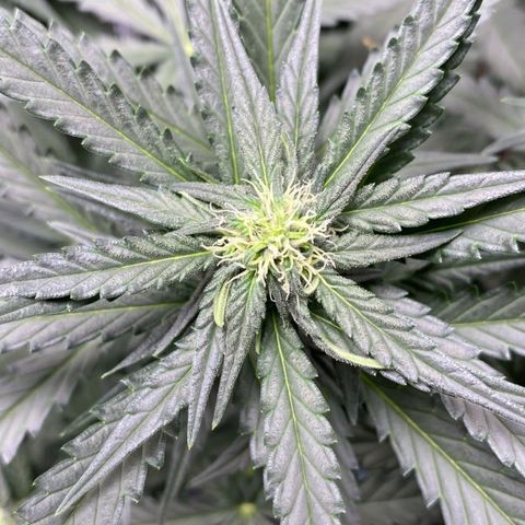 Fast Bud Auto growlog timeline photo
