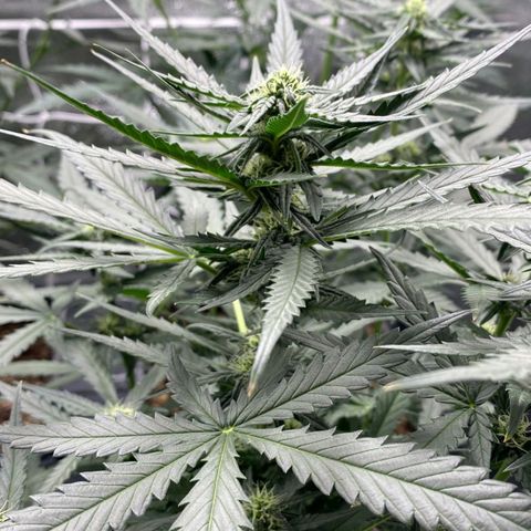 Fast Bud Auto growlog timeline photo