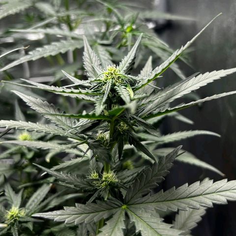 Fast Bud Auto growlog timeline photo
