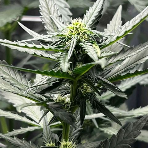 Fast Bud Auto growlog timeline photo