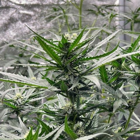 Fast Bud Auto growlog timeline photo