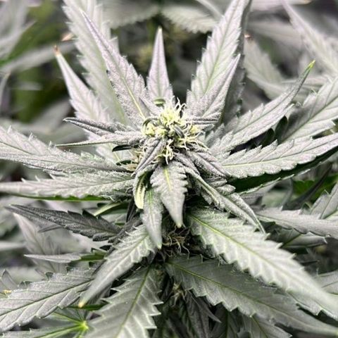Fast Bud Auto growlog timeline photo
