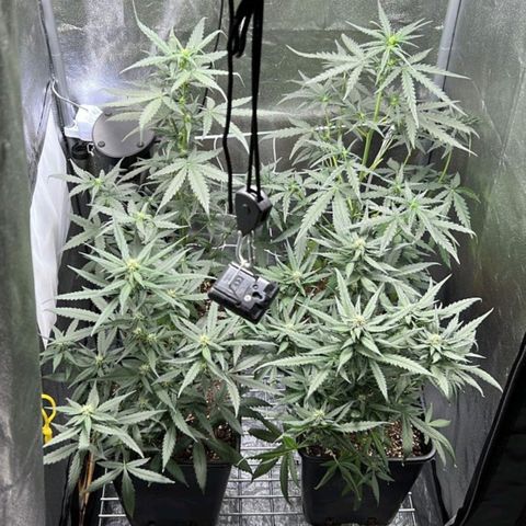 Fast Bud Auto growlog timeline photo