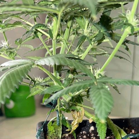 Fast Bud Auto growlog timeline photo