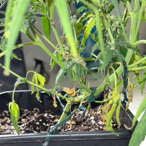 Fast Bud Auto growlog timeline photo