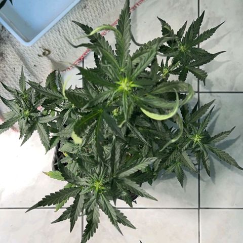 Fast Bud Auto growlog timeline photo