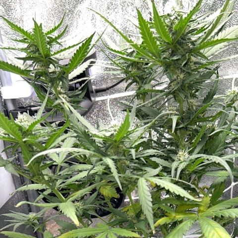 Fast Bud Auto growlog timeline photo