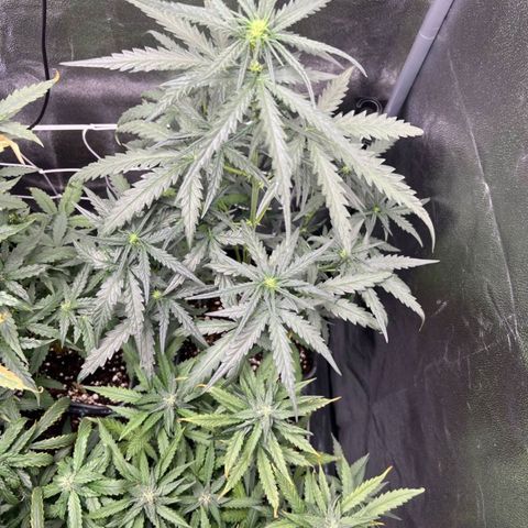 Fast Bud Auto growlog timeline photo