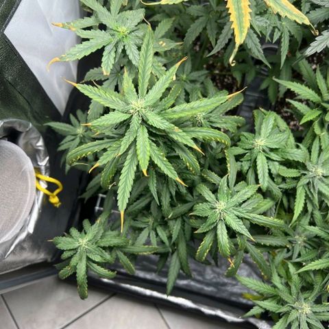 Fast Bud Auto growlog timeline photo