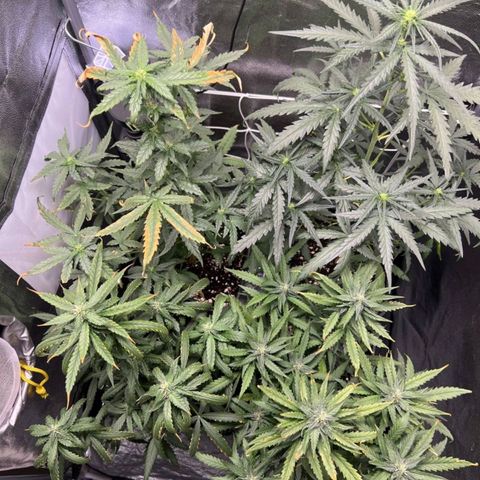 Fast Bud Auto growlog timeline photo