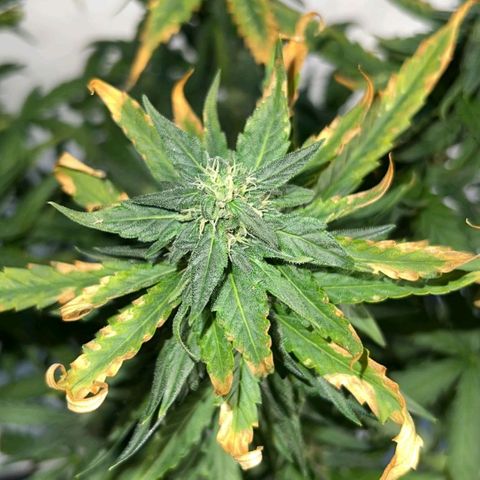 Fast Bud Auto growlog timeline photo