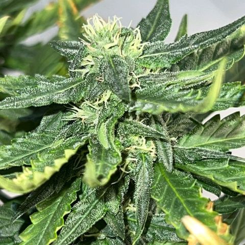 Fast Bud Auto growlog timeline photo