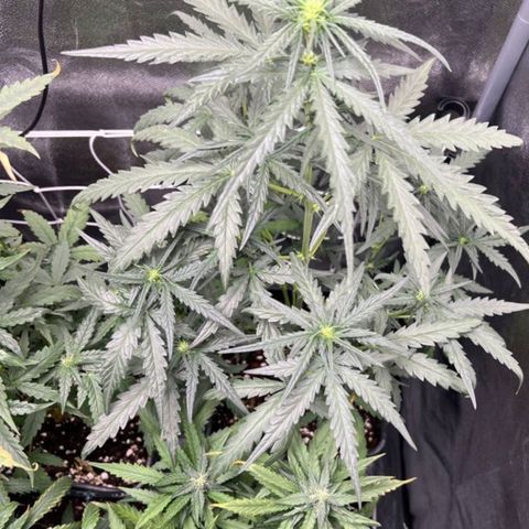 Fast Bud Auto growlog timeline photo