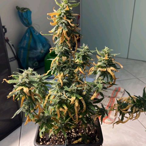 Fast Bud Auto growlog timeline photo