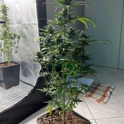 Fast Bud Auto growlog timeline photo