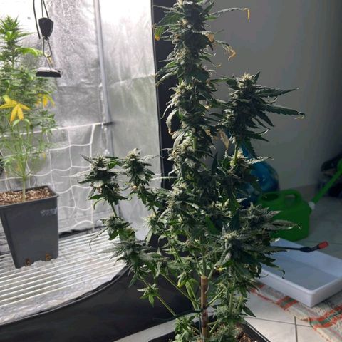 Fast Bud Auto growlog timeline photo