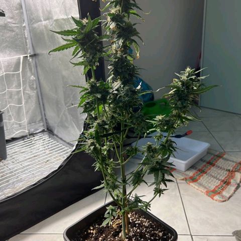 Fast Bud Auto growlog timeline photo