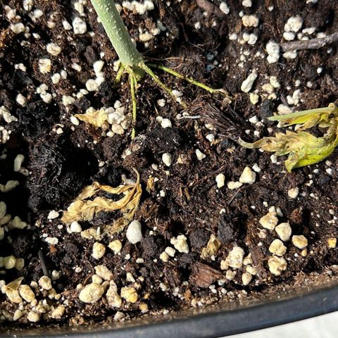Fast Bud Auto growlog timeline photo