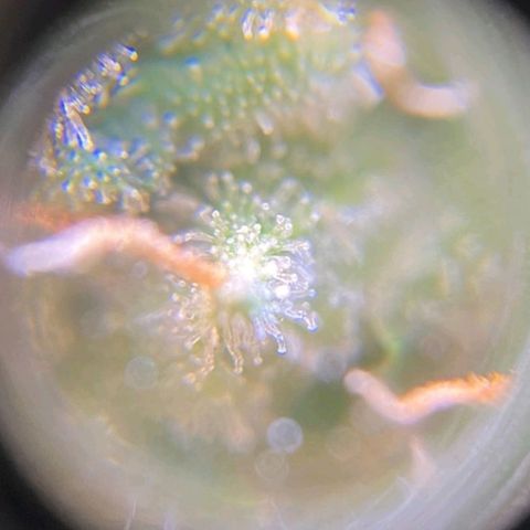 Fast Bud Auto growlog timeline photo