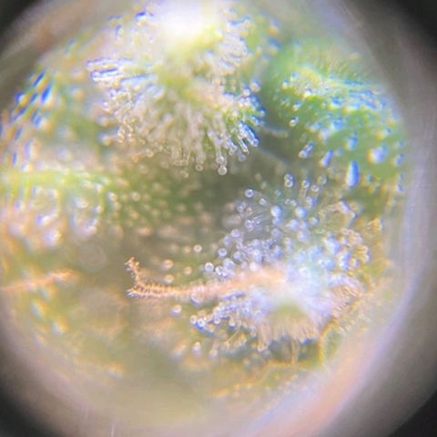 Fast Bud Auto growlog timeline photo