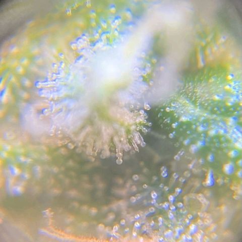 Fast Bud Auto growlog timeline photo