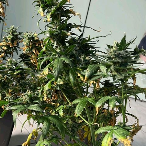 Fast Bud Auto growlog timeline photo