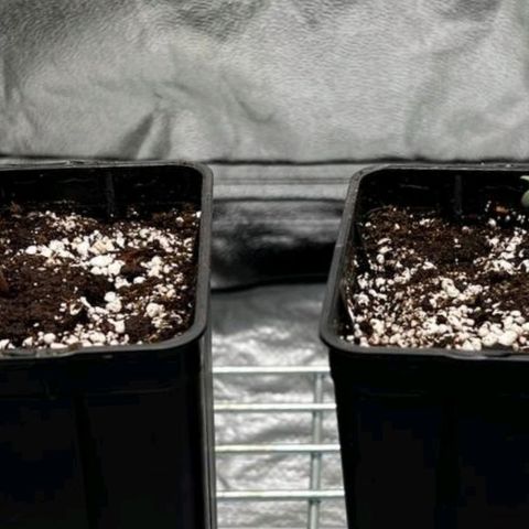 Girl Scout Cookies growlog timeline photo