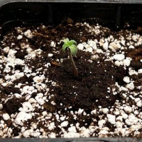 Girl Scout Cookies growlog timeline photo