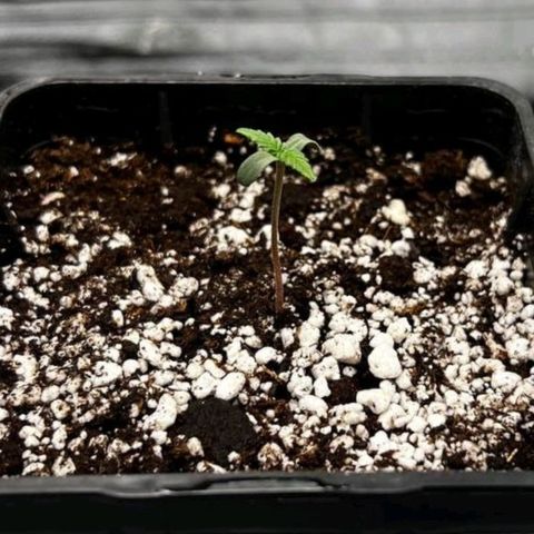 Girl Scout Cookies growlog timeline photo