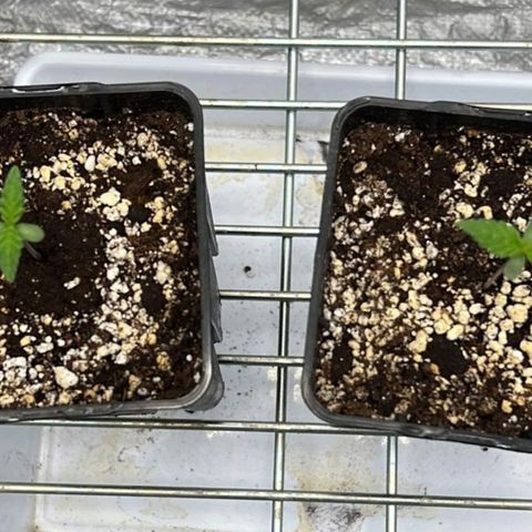 Girl Scout Cookies growlog timeline photo