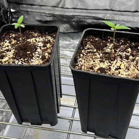Girl Scout Cookies growlog timeline photo