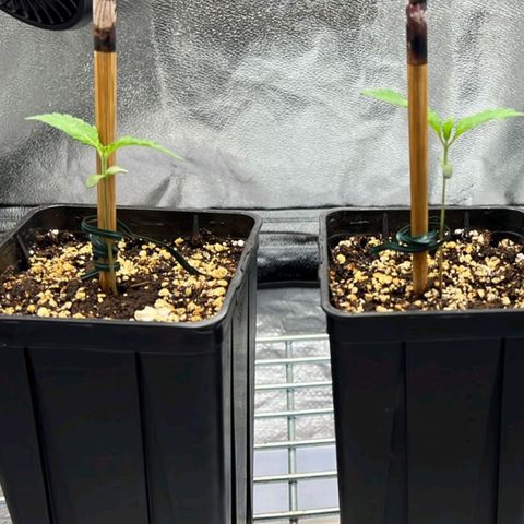 Girl Scout Cookies growlog timeline photo