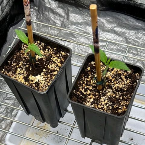 Girl Scout Cookies growlog timeline photo