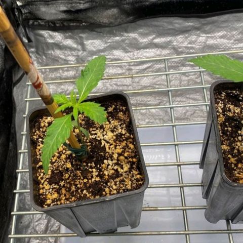 Girl Scout Cookies growlog timeline photo