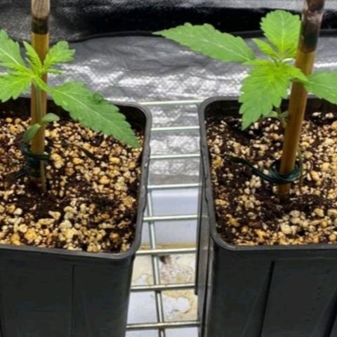 Girl Scout Cookies growlog timeline photo