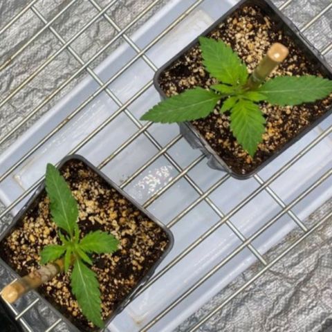Girl Scout Cookies growlog timeline photo
