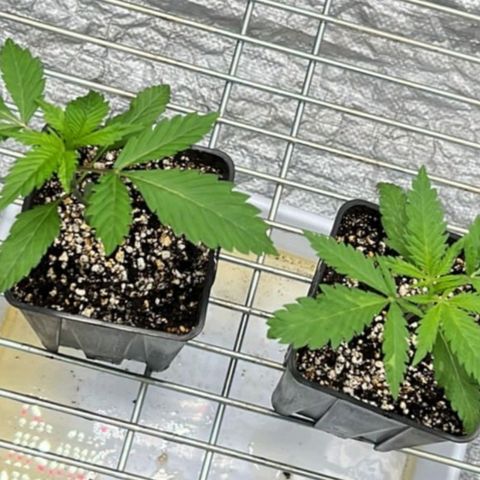 Girl Scout Cookies growlog timeline photo