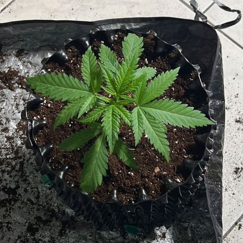 Girl Scout Cookies growlog timeline photo