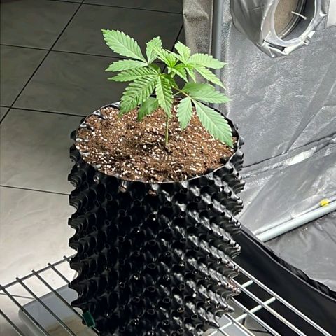 Girl Scout Cookies growlog timeline photo