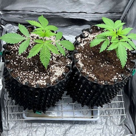 Girl Scout Cookies growlog timeline photo