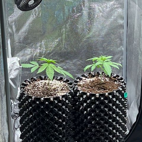 Girl Scout Cookies growlog timeline photo
