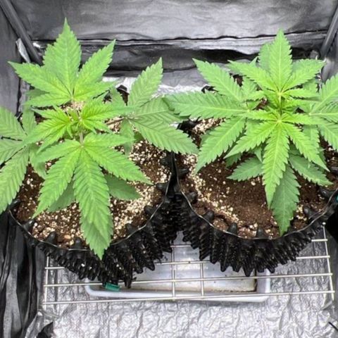 Girl Scout Cookies growlog timeline photo