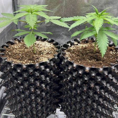 Girl Scout Cookies growlog timeline photo