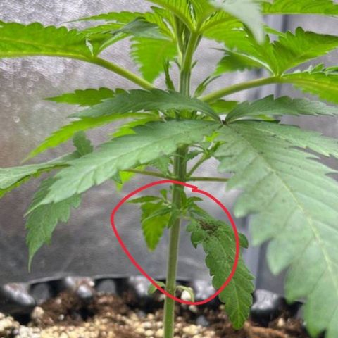 Girl Scout Cookies growlog timeline photo