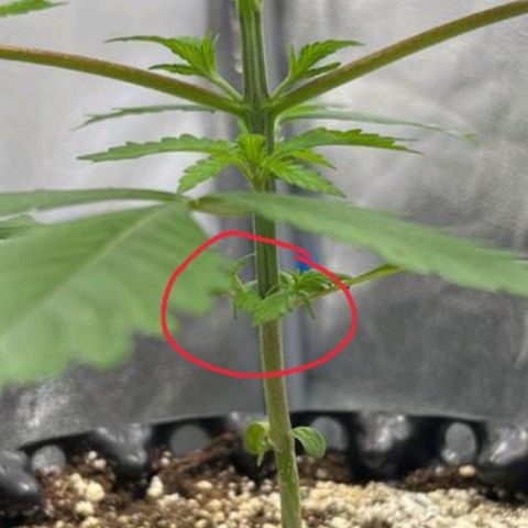 Girl Scout Cookies growlog timeline photo