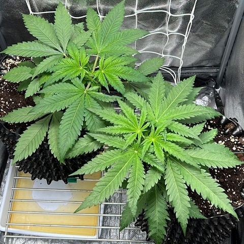 Girl Scout Cookies growlog timeline photo