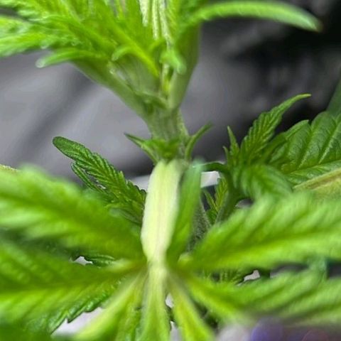 Girl Scout Cookies growlog timeline photo