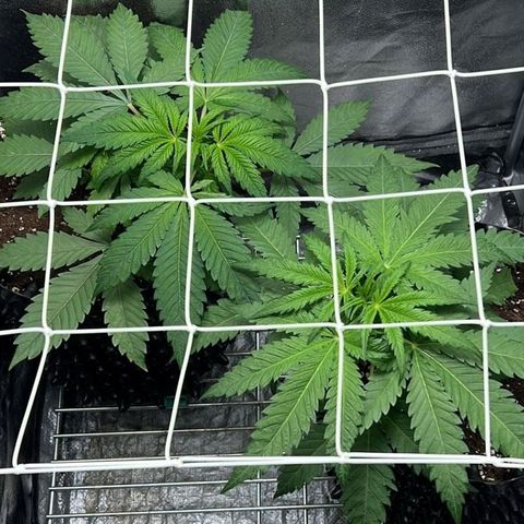 Girl Scout Cookies growlog timeline photo