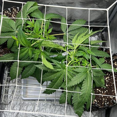 Girl Scout Cookies growlog timeline photo