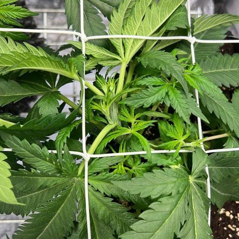 Girl Scout Cookies growlog timeline photo